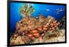 A school of Shoulderbar soldierfish, Hawaii-David Fleetham-Framed Photographic Print