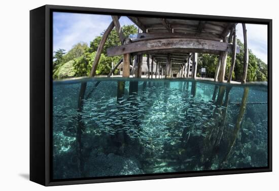 A School of Silversides Beneath a Wooden Jetty in Raja Ampat, Indonesia-Stocktrek Images-Framed Stretched Canvas