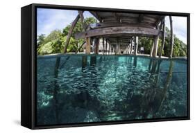 A School of Silversides Beneath a Wooden Jetty in Raja Ampat, Indonesia-Stocktrek Images-Framed Stretched Canvas