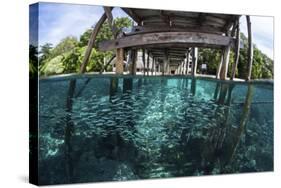 A School of Silversides Beneath a Wooden Jetty in Raja Ampat, Indonesia-Stocktrek Images-Stretched Canvas