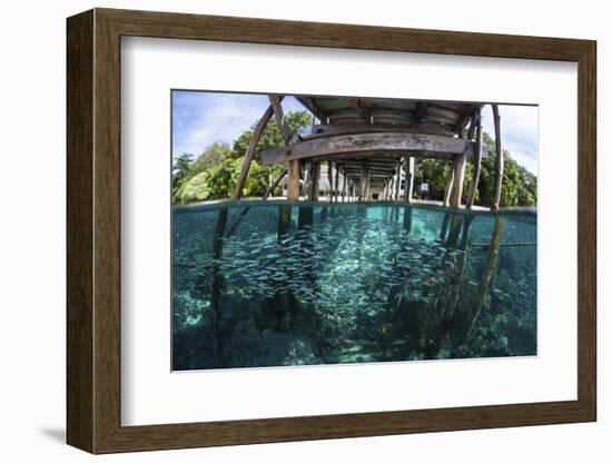 A School of Silversides Beneath a Wooden Jetty in Raja Ampat, Indonesia-Stocktrek Images-Framed Photographic Print