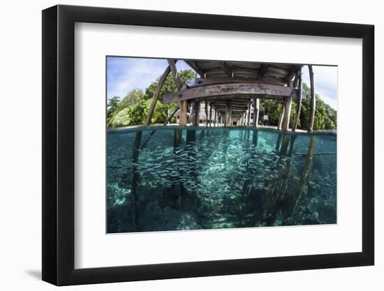 A School of Silversides Beneath a Wooden Jetty in Raja Ampat, Indonesia-Stocktrek Images-Framed Photographic Print