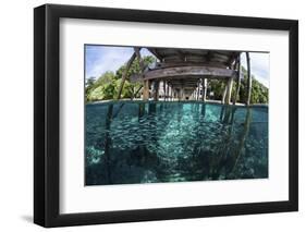 A School of Silversides Beneath a Wooden Jetty in Raja Ampat, Indonesia-Stocktrek Images-Framed Photographic Print