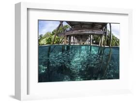 A School of Silversides Beneath a Wooden Jetty in Raja Ampat, Indonesia-Stocktrek Images-Framed Photographic Print