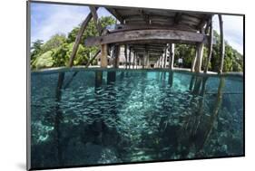 A School of Silversides Beneath a Wooden Jetty in Raja Ampat, Indonesia-Stocktrek Images-Mounted Photographic Print