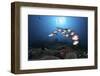 A School of Soldierfish Hover Above a Coral Reef in Indonesia-Stocktrek Images-Framed Photographic Print