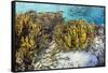 A school of striped catfish on Sebayur Island, Komodo Nat'l Park, Flores Sea, Indonesia-Michael Nolan-Framed Stretched Canvas