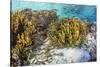 A school of striped catfish on Sebayur Island, Komodo Nat'l Park, Flores Sea, Indonesia-Michael Nolan-Stretched Canvas