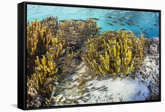 A school of striped catfish on Sebayur Island, Komodo Nat'l Park, Flores Sea, Indonesia-Michael Nolan-Framed Stretched Canvas