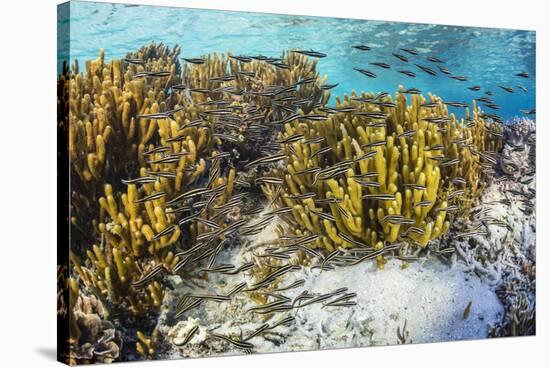 A school of striped catfish on Sebayur Island, Komodo Nat'l Park, Flores Sea, Indonesia-Michael Nolan-Stretched Canvas