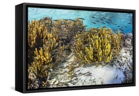 A school of striped catfish on Sebayur Island, Komodo Nat'l Park, Flores Sea, Indonesia-Michael Nolan-Framed Stretched Canvas