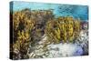 A school of striped catfish on Sebayur Island, Komodo Nat'l Park, Flores Sea, Indonesia-Michael Nolan-Stretched Canvas
