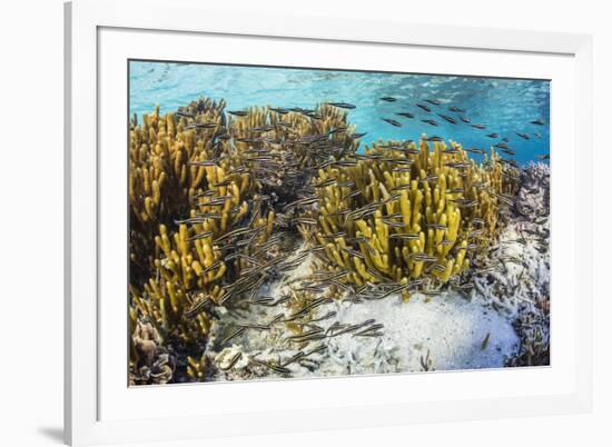 A school of striped catfish on Sebayur Island, Komodo Nat'l Park, Flores Sea, Indonesia-Michael Nolan-Framed Photographic Print