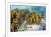 A school of striped catfish on Sebayur Island, Komodo Nat'l Park, Flores Sea, Indonesia-Michael Nolan-Framed Photographic Print