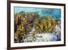 A school of striped catfish on Sebayur Island, Komodo Nat'l Park, Flores Sea, Indonesia-Michael Nolan-Framed Photographic Print