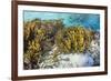 A school of striped catfish on Sebayur Island, Komodo Nat'l Park, Flores Sea, Indonesia-Michael Nolan-Framed Photographic Print