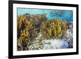 A school of striped catfish on Sebayur Island, Komodo Nat'l Park, Flores Sea, Indonesia-Michael Nolan-Framed Photographic Print