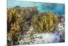 A school of striped catfish on Sebayur Island, Komodo Nat'l Park, Flores Sea, Indonesia-Michael Nolan-Mounted Photographic Print