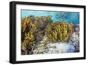 A school of striped catfish on Sebayur Island, Komodo Nat'l Park, Flores Sea, Indonesia-Michael Nolan-Framed Photographic Print