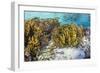 A school of striped catfish on Sebayur Island, Komodo Nat'l Park, Flores Sea, Indonesia-Michael Nolan-Framed Photographic Print