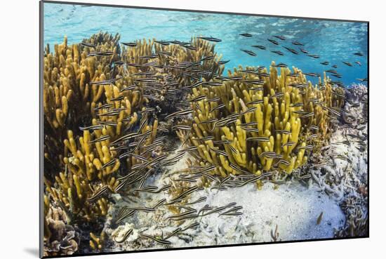 A school of striped catfish on Sebayur Island, Komodo Nat'l Park, Flores Sea, Indonesia-Michael Nolan-Mounted Photographic Print