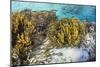 A school of striped catfish on Sebayur Island, Komodo Nat'l Park, Flores Sea, Indonesia-Michael Nolan-Mounted Photographic Print