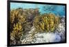 A school of striped catfish on Sebayur Island, Komodo Nat'l Park, Flores Sea, Indonesia-Michael Nolan-Framed Photographic Print