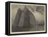 A Schooner Race on the Thames-Hamilton Macallum-Framed Stretched Canvas