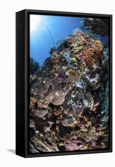 A Scorpionfish Is Hidden Among Soft Corals on a Reef in Indonesia-Stocktrek Images-Framed Stretched Canvas