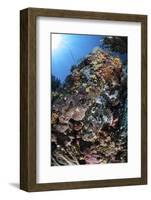 A Scorpionfish Is Hidden Among Soft Corals on a Reef in Indonesia-Stocktrek Images-Framed Photographic Print