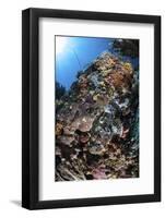 A Scorpionfish Is Hidden Among Soft Corals on a Reef in Indonesia-Stocktrek Images-Framed Photographic Print