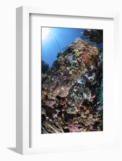 A Scorpionfish Is Hidden Among Soft Corals on a Reef in Indonesia-Stocktrek Images-Framed Photographic Print