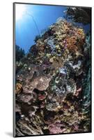 A Scorpionfish Is Hidden Among Soft Corals on a Reef in Indonesia-Stocktrek Images-Mounted Photographic Print