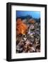 A Scorpionfish Is Hidden Among Soft Corals on a Reef in Indonesia-Stocktrek Images-Framed Photographic Print