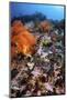 A Scorpionfish Is Hidden Among Soft Corals on a Reef in Indonesia-Stocktrek Images-Mounted Photographic Print