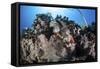 A Scorpionfish Lays on a Coral Reef Near the Island of Sulawesi, Indonesia-Stocktrek Images-Framed Stretched Canvas