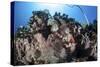 A Scorpionfish Lays on a Coral Reef Near the Island of Sulawesi, Indonesia-Stocktrek Images-Stretched Canvas