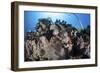 A Scorpionfish Lays on a Coral Reef Near the Island of Sulawesi, Indonesia-Stocktrek Images-Framed Photographic Print