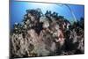 A Scorpionfish Lays on a Coral Reef Near the Island of Sulawesi, Indonesia-Stocktrek Images-Mounted Photographic Print