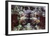 A Scorpionfish Lays on a Reef in Indonesia-Stocktrek Images-Framed Photographic Print