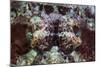 A Scorpionfish Lays on a Reef in Indonesia-Stocktrek Images-Mounted Photographic Print