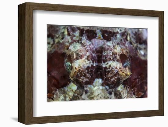 A Scorpionfish Lays on a Reef in Indonesia-Stocktrek Images-Framed Photographic Print