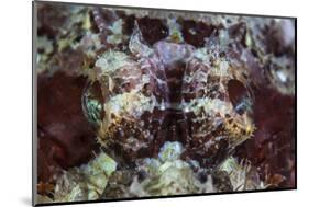 A Scorpionfish Lays on a Reef in Indonesia-Stocktrek Images-Mounted Photographic Print