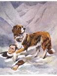 Saint Bernard Finds a Man Trapped in the Snow-A. Scott Rankin-Laminated Photographic Print