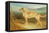 A Scottish Deerhound-Charles Hancock-Framed Stretched Canvas