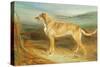 A Scottish Deerhound-Charles Hancock-Stretched Canvas