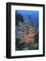 A Scuba Diver Explores a Colorful Coral Reef in Indonesia-Stocktrek Images-Framed Photographic Print