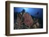 A Scuba Diver Explores a Reef with a Large Barrel Sponge, Indonesia-Stocktrek Images-Framed Photographic Print