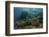 A Scuba Diver Swims Above a Beautiful Coral Reef in Indonesia-Stocktrek Images-Framed Photographic Print