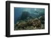 A Scuba Diver Swims Above a Beautiful Coral Reef in Indonesia-Stocktrek Images-Framed Photographic Print